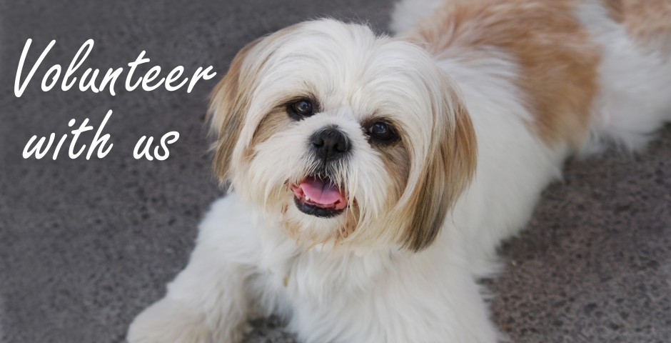 maltese shih tzu adoption