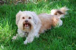 lhasa apso aggression