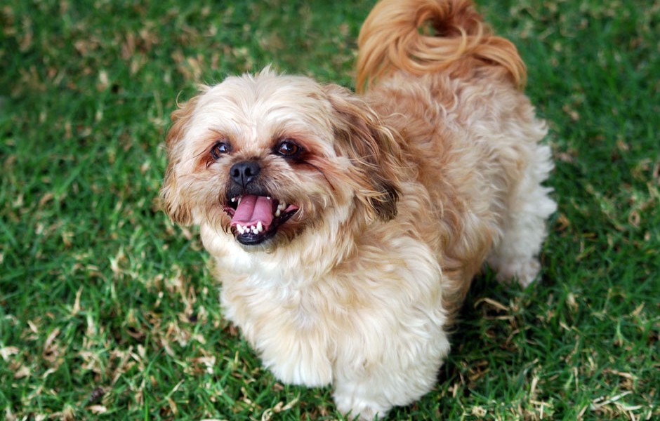 is your lhasa apso bored