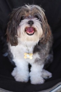 lhasa apso aggression