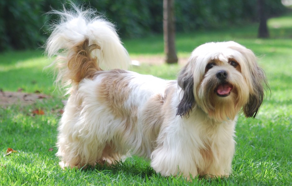 Lhasa apso hot sale with kids