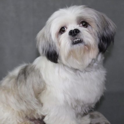 Can Lhasa Apso Be Left Alone At Home