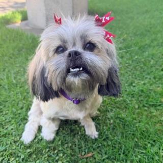 Luna Cute sit